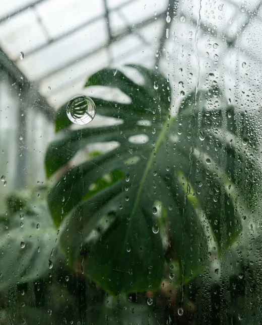 KI-generiertes Moodbild: Monstera hinter beschlagenem Glas, Makro